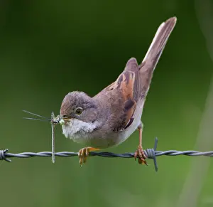 Whitethroat: Whitethroat - with food in beak approaching its nest - May