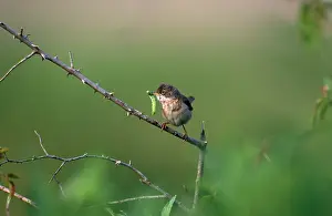 Whitethroat: Whitethroat - with insect in beak