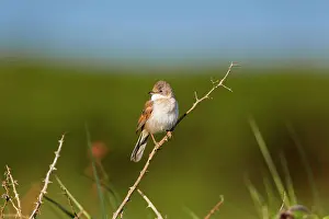 Whitethroat: Whitethroat - male