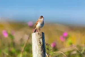 Whitethroat: Whitethroat - male