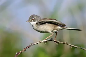 Whitethroat: Whitethroat - Male displaying to female