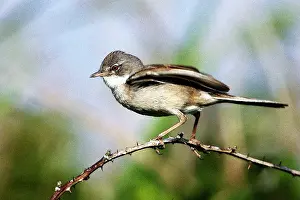 Whitethroat: Whitethroat - Male displaying to female