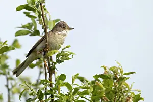 Whitethroat: Whitethroat - male perched high up in a bush and