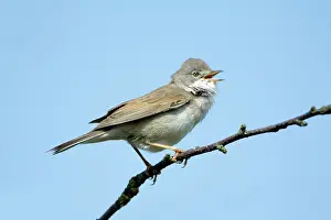 Whitethroat: Whitethroat - male singing from branch
