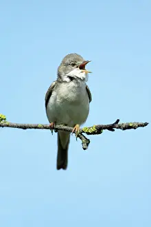Whitethroat: Whitethroat - male singing from branch