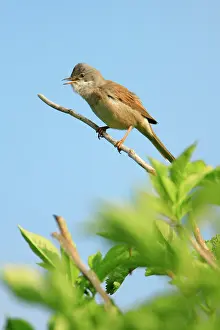 Whitethroat: Whitethroat - male, singing from bush