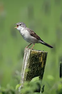 Whitethroat: Whitethroat - male singing from fence post