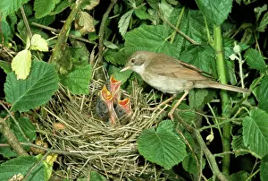 Whitethroat: Whitethroat - at nest feeding young