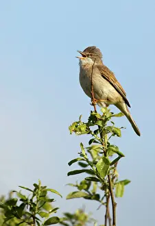 Attract: Whitethroat - perched in top of tree singing to