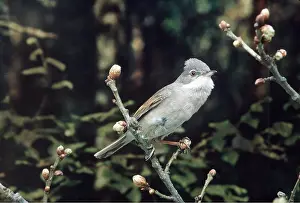 Buds: WHITETHROAT - perched on twig with buds