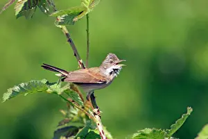 Whitethroat: Whitethroat - Singing