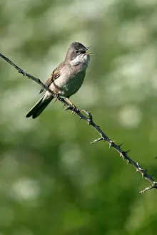 Whitethroat: Whitethroat - singing - Italy