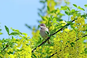 Whitethroat: Whitethroat - Singing in Laburnum Tree