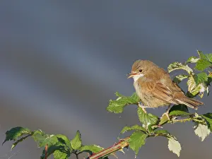 Abberton: Whitethroat Sylvia communis Abberton Reservoir, Essex, UK
