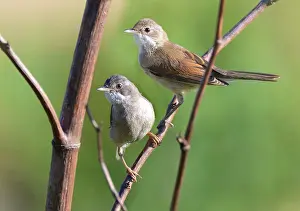Whitethroat: Whitethroats (Sylvia communis) couple on a branch