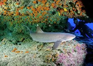 Whitetip: Whitetip Reef Shark