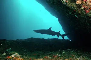 Opening: Whitetip Reef Shark in cave