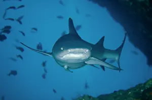 Obesus: Whitetip Reef Shark - with Slender Suckerfish (Echeneis
