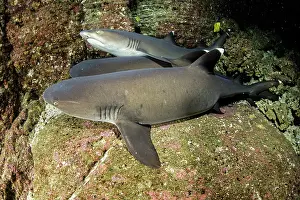 Obesus: Whitetip reef sharks, Triaenodon obesus, Roca Partida