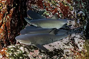 Obesus: Whitetip reef sharks, Triaenodon obesus, Roca Partida