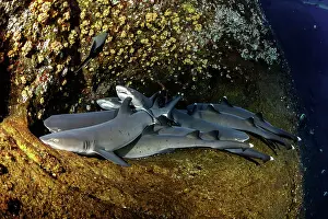 Obesus: Whitetip reef sharks, Triaenodon obesus, Roca Partida