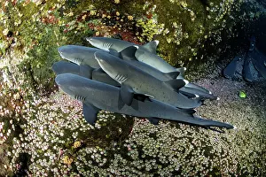 Obesus: Whitetip reef sharks, Triaenodon obesus, Roca Partida