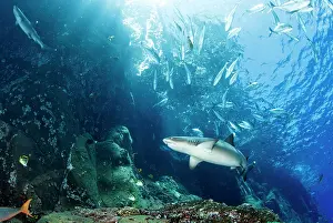 Obesus: Whitetip reef sharks, Triaenodon obesus, Roca Partida