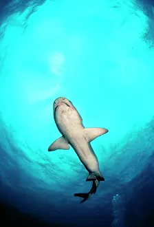 Obesus: Whitetip / white-tip Reef Shark