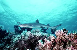 Obesus: Whitetip / white-tip Reef Shark