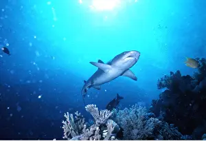 Whitetip: Whitetip / white-tip Reef Shark