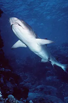 Whitetip: Whitetip / white-tip Reef Shark