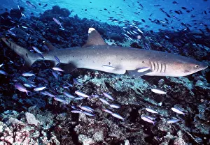 Whitetip: Whitetip / white-tip Reef Shark