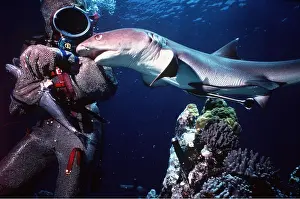 Attacks: Whitetip / white-tip Reef Shark attacking Scuba