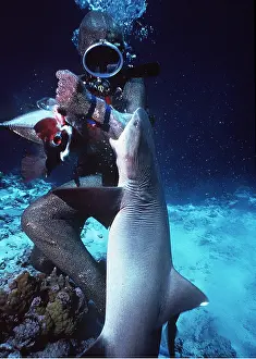 Attacks: Whitetip / white-tip REEF SHARK - Biting scuba diver