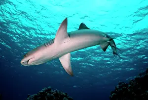 Obesus: Whitetip / white-tip Reef Shark - A common shark