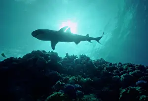 Obesus: Whitetip / white-tip Reef Shark - Cruising through