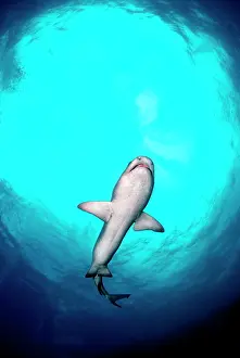 Obesus: Whitetip / white-tip Reef Shark - female shark