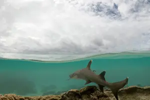 Obesus: Whitetip / white-tip Reef Shark - half over and