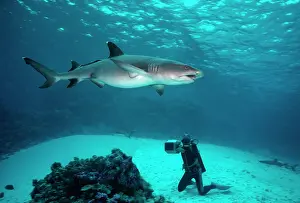 Attracted: Whitetip / white-tip Reef Shark - Shark attracted