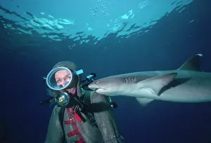 Obesus: Whitetip / white-tip Reef Shark - Shark swimming