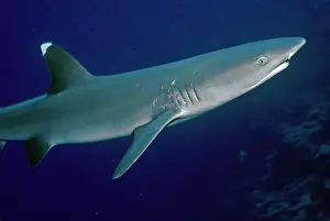 Obesus: Whitetip / white-tip Reef Shark - showing mating scars