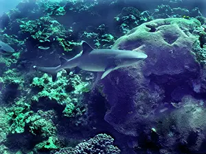 Obesus: Whitetip / white-tip Reef shark - This species