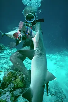Attacks: Whitetip / white-tip reef SHARK - Valerie Taylor