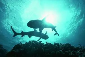 Obesus: Whitetip / white-tip Reef Sharks