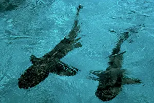 Obesus: Whitetip / white-tip Reef Sharks - swimming across