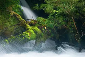 Torrent: Whitewater river - wild torrent running over moss-covered