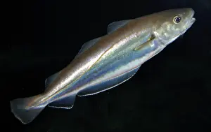 Whiting: Whiting