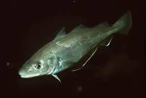 Gills: WHITING FISH
