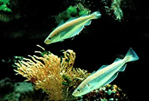 Whiting: Whiting Fish - Underwater