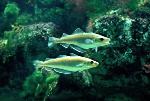 Whiting: Whiting Fish - Underwater